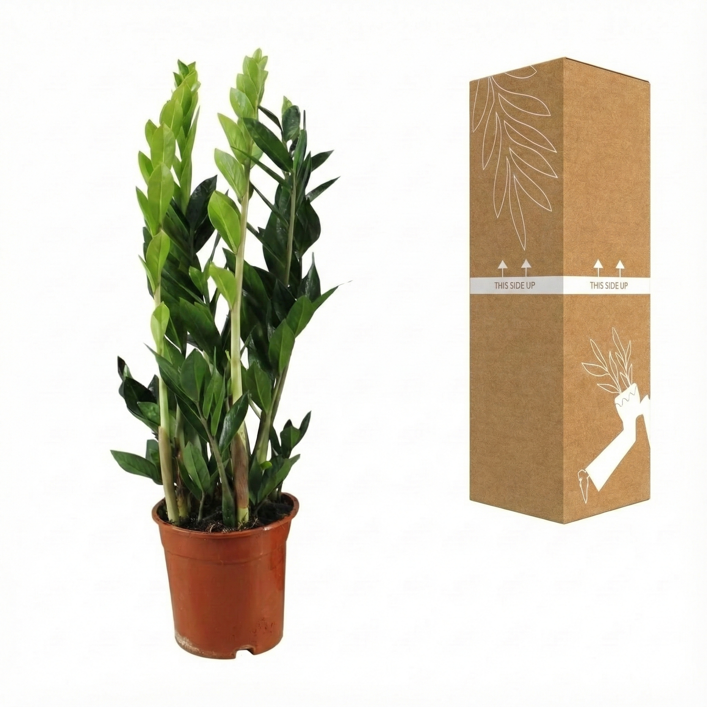 ZZ Plant; Zamioculcas Zamiifolia | 65cm