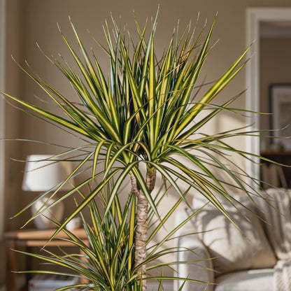 Dragon Tree; Dracaena Marginata | 60cm