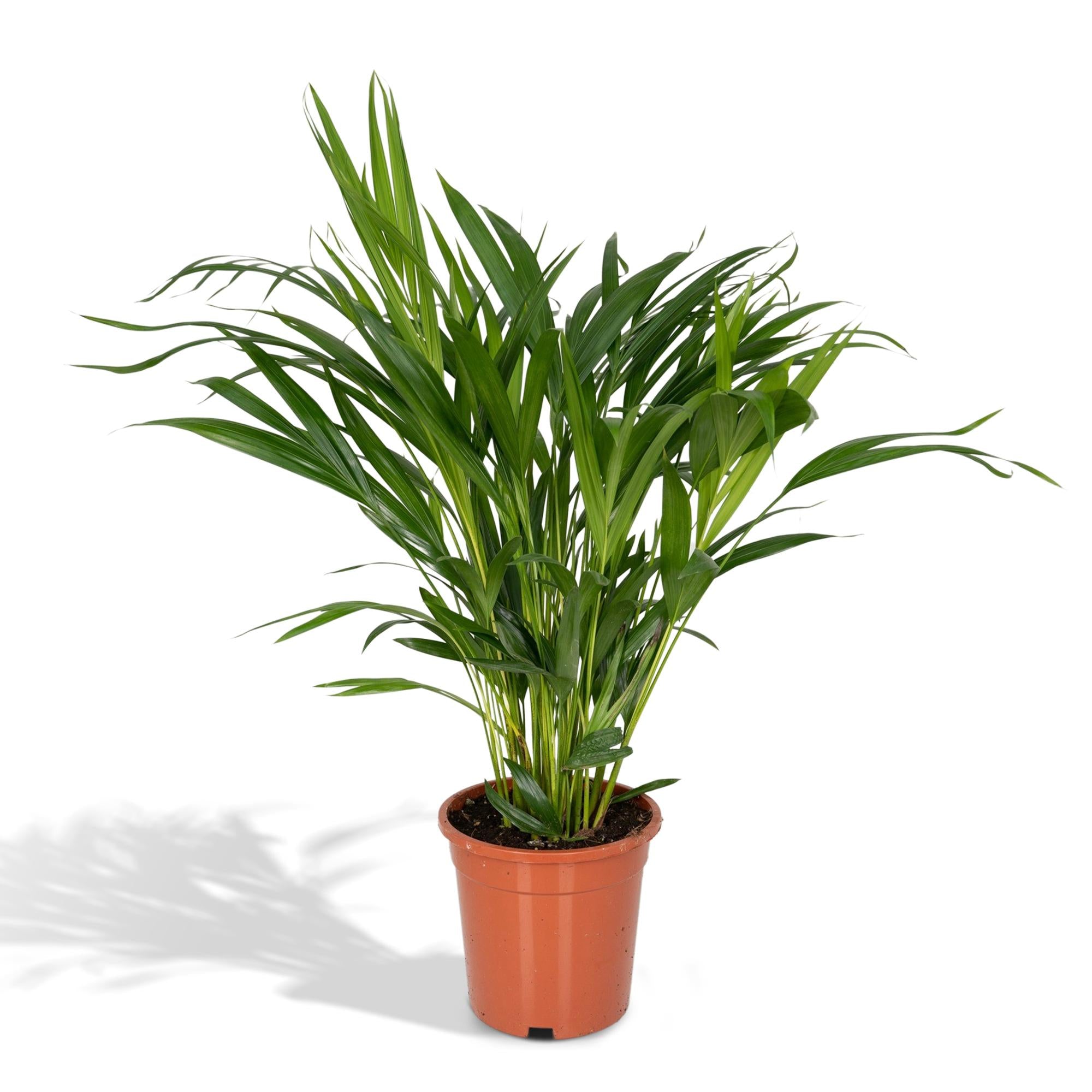 Areca Palm; Dypsis Lutescens | 60cm