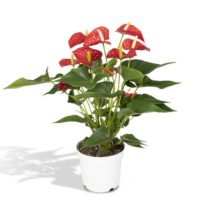 Ruby | 55cm