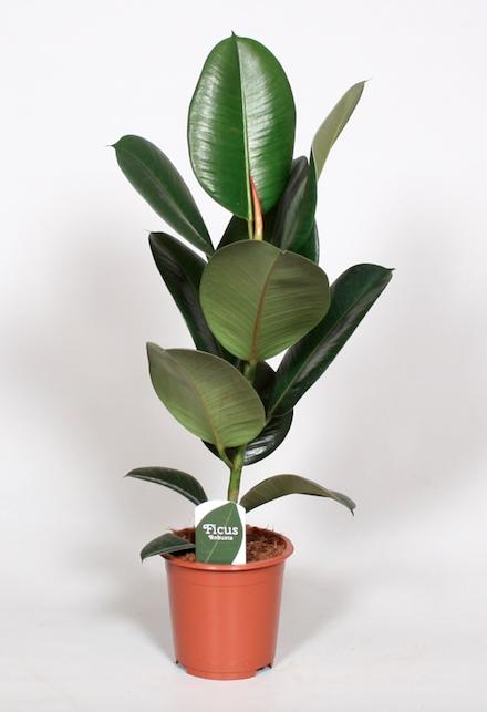 Ficus Elastica Robusta | 65cm