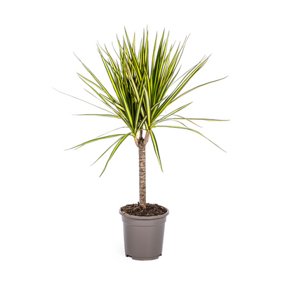 Mara | 60cm