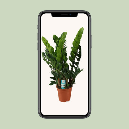Zara | 80cm