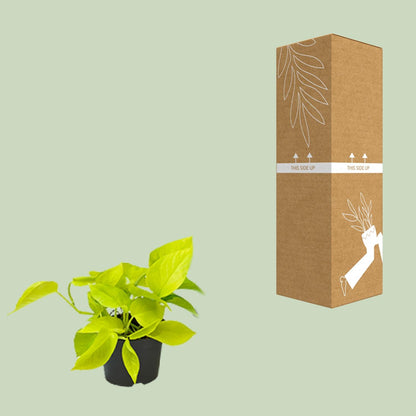 Eppie | 15cm