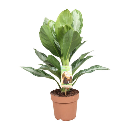 Sylvie | 55cm